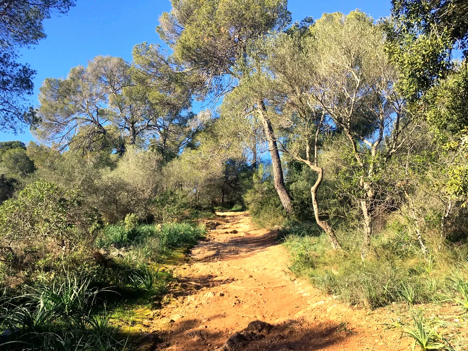 Sunlit pine-forest trail with rocky earth and Mediterranean shrubs on Mallorca
